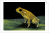 Phyllobates terribilis (golden poison frog) by Anonymous