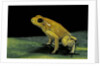 Phyllobates terribilis (golden poison frog) by Anonymous