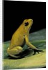 Phyllobates terribilis (golden poison frog) by Anonymous