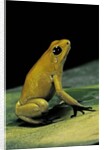 Phyllobates terribilis (golden poison frog) by Anonymous