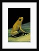 Phyllobates terribilis (golden poison frog) by Anonymous