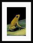 Phyllobates terribilis (golden poison frog) by Anonymous