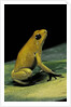 Phyllobates terribilis (golden poison frog) by Anonymous