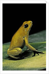 Phyllobates terribilis (golden poison frog) by Anonymous