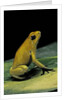 Phyllobates terribilis (golden poison frog) by Anonymous