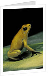 Phyllobates terribilis (golden poison frog) by Anonymous