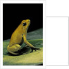 Phyllobates terribilis (golden poison frog) by Anonymous