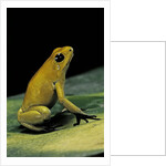 Phyllobates terribilis (golden poison frog) by Anonymous