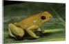 Phyllobates terribilis (golden poison frog) by Anonymous