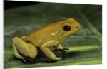Phyllobates terribilis (golden poison frog) by Anonymous