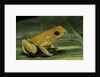 Phyllobates terribilis (golden poison frog) by Anonymous
