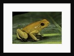 Phyllobates terribilis (golden poison frog) by Anonymous