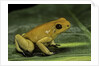 Phyllobates terribilis (golden poison frog) by Anonymous