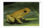 Phyllobates terribilis (golden poison frog) by Anonymous