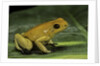 Phyllobates terribilis (golden poison frog) by Anonymous