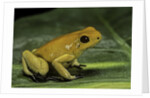 Phyllobates terribilis (golden poison frog) by Anonymous