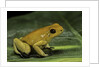 Phyllobates terribilis (golden poison frog) by Anonymous