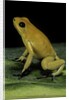 Phyllobates terribilis (golden poison frog) by Anonymous