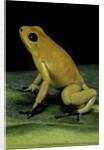 Phyllobates terribilis (golden poison frog) by Anonymous