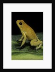 Phyllobates terribilis (golden poison frog) by Anonymous