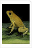 Phyllobates terribilis (golden poison frog) by Anonymous