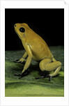 Phyllobates terribilis (golden poison frog) by Anonymous