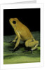 Phyllobates terribilis (golden poison frog) by Anonymous