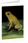 Phyllobates terribilis (golden poison frog) by Anonymous