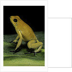 Phyllobates terribilis (golden poison frog) by Anonymous