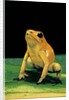 Phyllobates terribilis (golden poison frog) by Anonymous