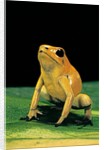 Phyllobates terribilis (golden poison frog) by Anonymous