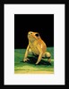 Phyllobates terribilis (golden poison frog) by Anonymous