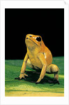 Phyllobates terribilis (golden poison frog) by Anonymous
