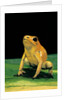 Phyllobates terribilis (golden poison frog) by Anonymous