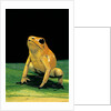 Phyllobates terribilis (golden poison frog) by Anonymous