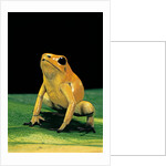 Phyllobates terribilis (golden poison frog) by Anonymous