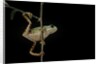 Phyllomedusa hypochondrialis azurea (northern orange-legged leaf frog) by Anonymous