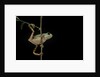 Phyllomedusa hypochondrialis azurea (northern orange-legged leaf frog) by Anonymous