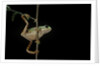 Phyllomedusa hypochondrialis azurea (northern orange-legged leaf frog) by Anonymous