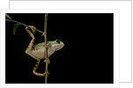 Phyllomedusa hypochondrialis azurea (northern orange-legged leaf frog) by Anonymous