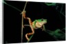 Phyllomedusa hypochondrialis azurea (northern orange-legged leaf frog) by Anonymous