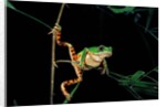 Phyllomedusa hypochondrialis azurea (northern orange-legged leaf frog) by Anonymous