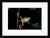 Phyllomedusa hypochondrialis azurea (northern orange-legged leaf frog) by Anonymous
