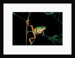 Phyllomedusa hypochondrialis azurea (northern orange-legged leaf frog) by Anonymous