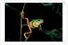 Phyllomedusa hypochondrialis azurea (northern orange-legged leaf frog) by Anonymous