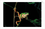 Phyllomedusa hypochondrialis azurea (northern orange-legged leaf frog) by Anonymous