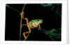 Phyllomedusa hypochondrialis azurea (northern orange-legged leaf frog) by Anonymous