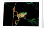 Phyllomedusa hypochondrialis azurea (northern orange-legged leaf frog) by Anonymous