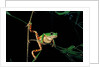 Phyllomedusa hypochondrialis azurea (northern orange-legged leaf frog) by Anonymous
