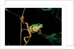 Phyllomedusa hypochondrialis azurea (northern orange-legged leaf frog) by Anonymous